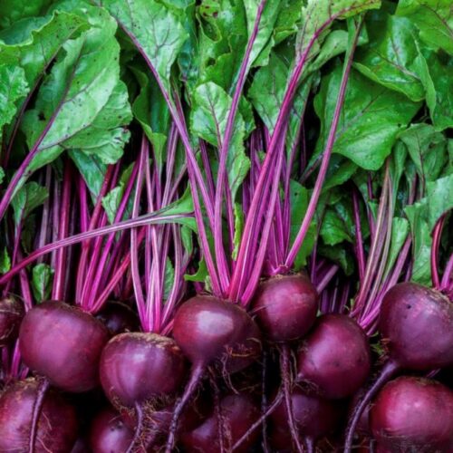 Early Wonder Beet Seeds | Heirloom | Organic