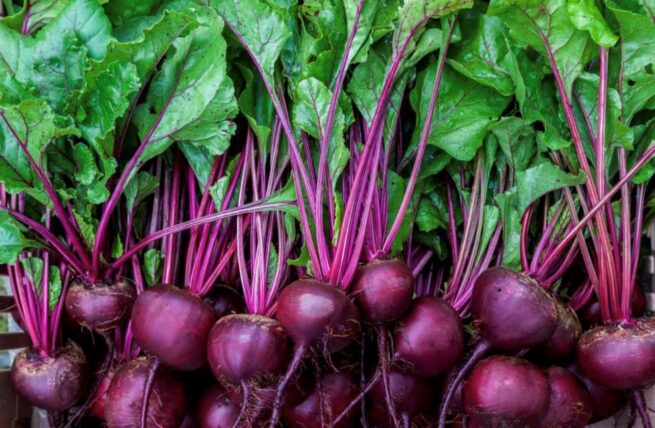 Early Wonder Beet Seeds | Heirloom | Organic