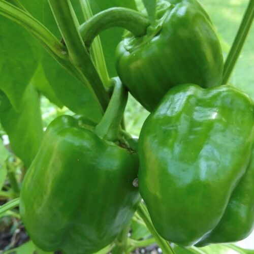 Emerald Giant Pepper Seeds | Sweet | Heirloom | Organic