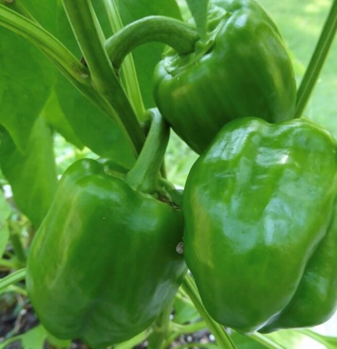 Emerald Giant Pepper Seeds | Sweet | Heirloom | Organic