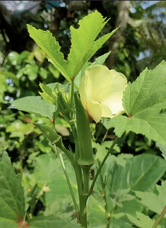 Emerald Okra Seeds | Heirloom | Organic