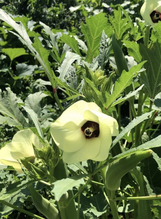 Emerald Okra Seeds | Heirloom | Organic