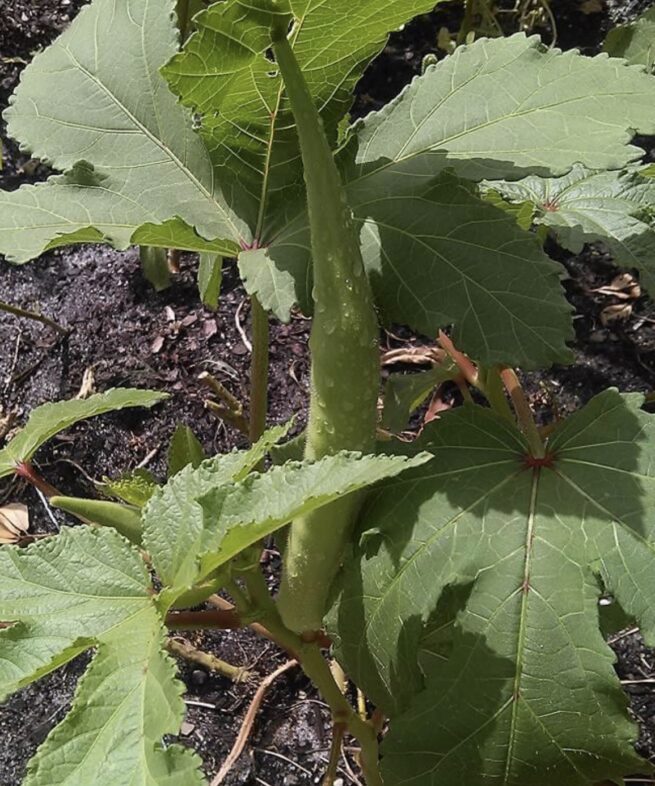 Emerald Okra Seeds | Heirloom | Organic