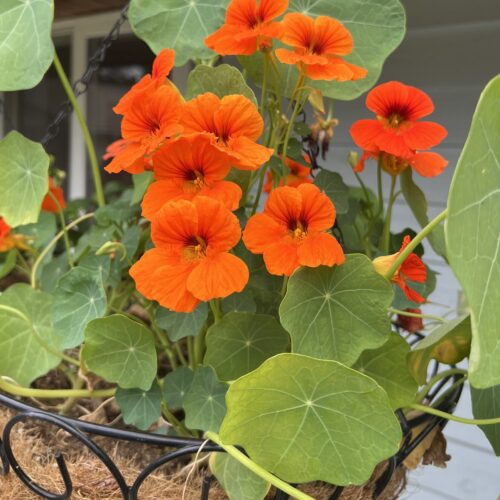 Empress of India Nasturtium Seeds | Organic