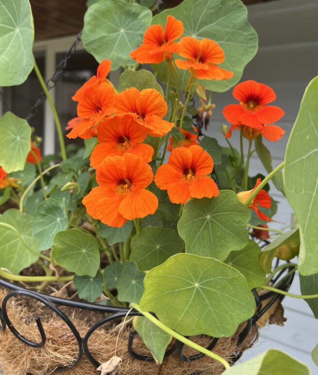 Empress of India Nasturtium Seeds | Organic