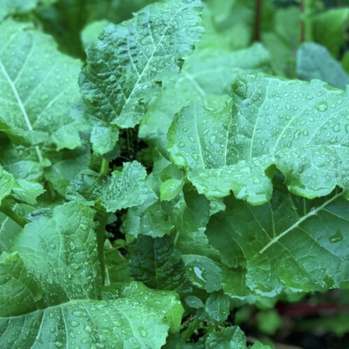 Ethiopian Kale Seeds | Heirloom | Organic | Ethiopian mustard, Abyssinian mustard, African kale, Highland Greens, Texsel Greens, or Habesha Gomen Greens