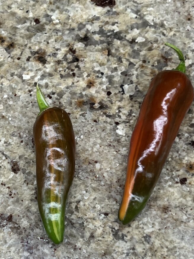 Fish Pepper Seeds | Hot | Heirloom