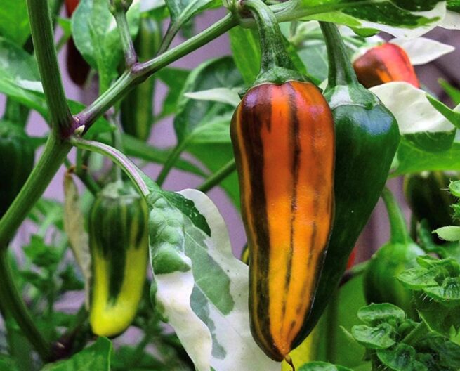 Fish Pepper Seeds | Hot | Heirloom | Organic