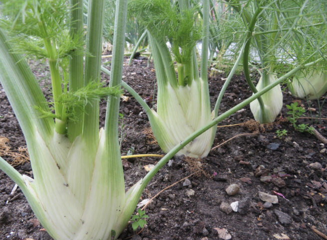 Florence Fennel Seeds | Heirloom | Organic