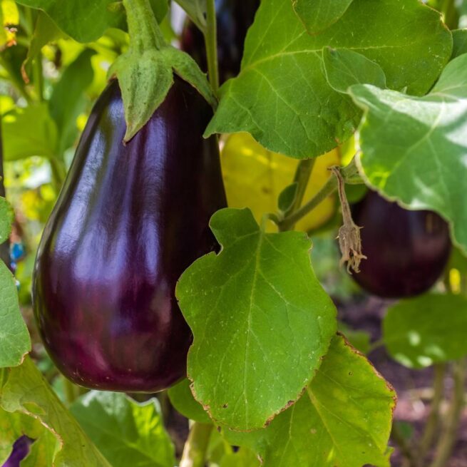 Florida Market Eggplant Seeds | Heirloom | Organic