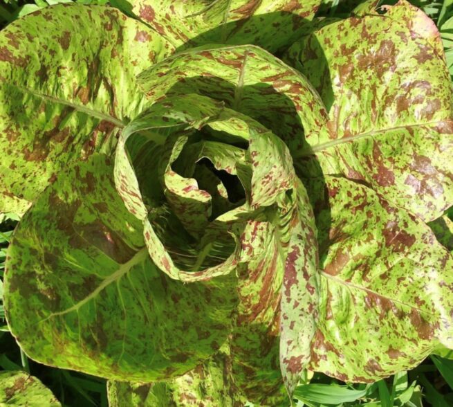 Freckles Romaine Lettuce Seeds | Heirloom | Organic