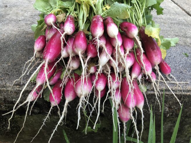 Radish Seeds | Heirloom | Organic | Rare Vegetables
