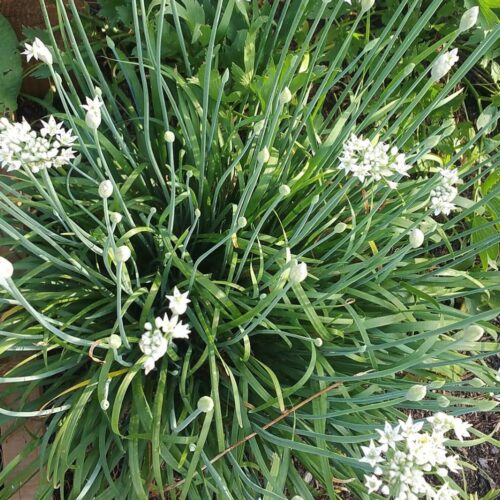 Garlic Chives Seeds | Organic