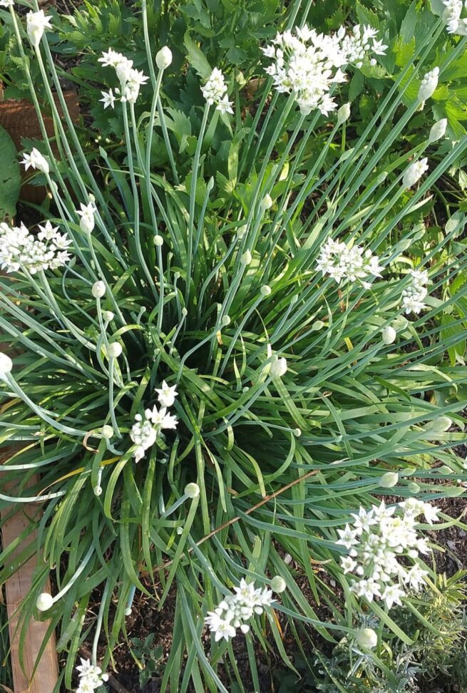 Garlic Chives Seeds | Organic