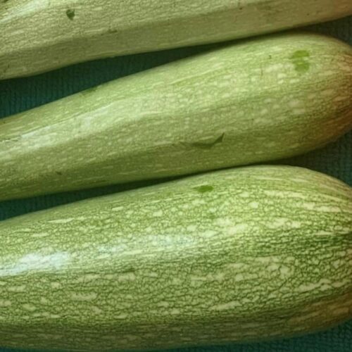 Genovese Italian Zucchini | Heirloom | Organic | Summer Squash