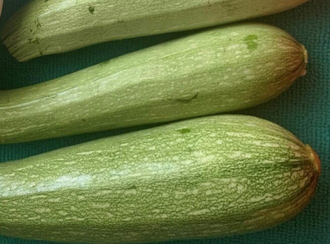 Genovese Italian Zucchini | Heirloom | Organic | Summer Squash