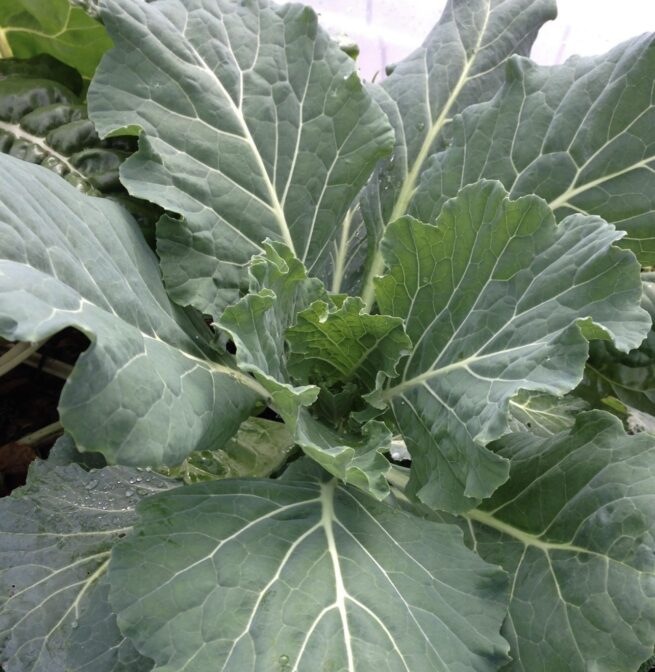 Georgia Collard Seeds | Heirloom | Organic