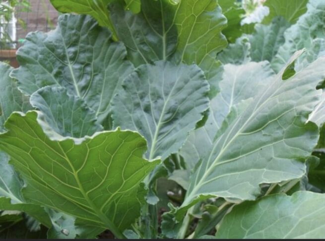 Georgia Collard Seeds | Heirloom | Organic