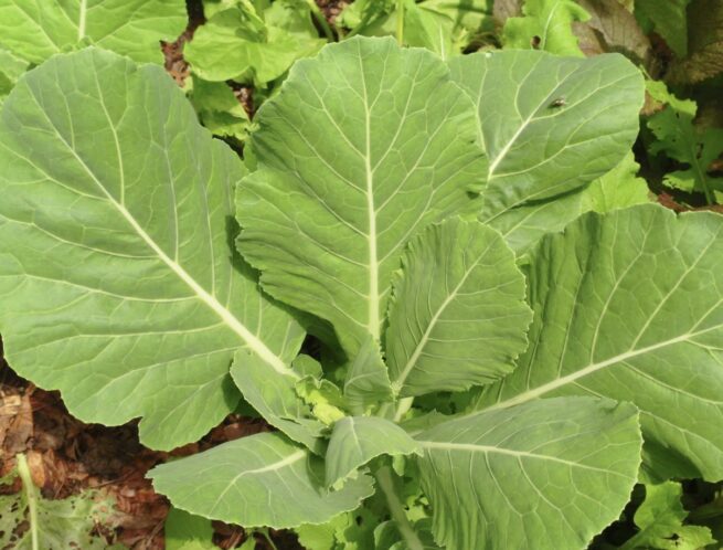 Georgia Collard Seeds | Heirloom | Organic