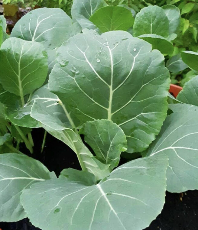 Georgia Collard Seeds | Heirloom | Organic