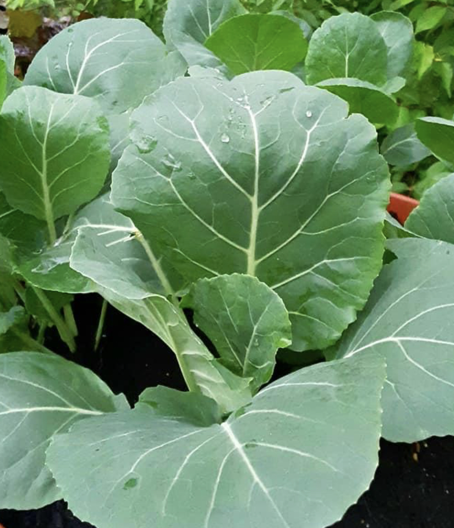 Organic Collard Greens