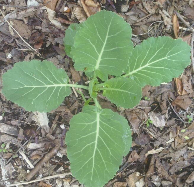 Georgia Collard Seeds | Heirloom | Organic