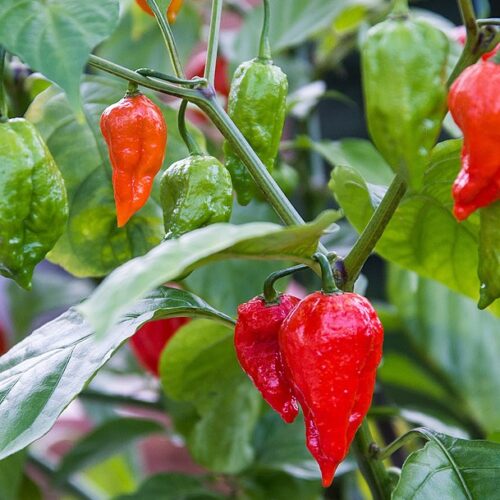 Ghost Pepper/ Bhut Jolokia Pepper Seeds | Hot | Organic