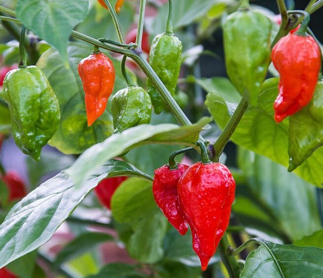 Ghost Pepper/ Bhut Jolokia Pepper Seeds | Hot | Organic