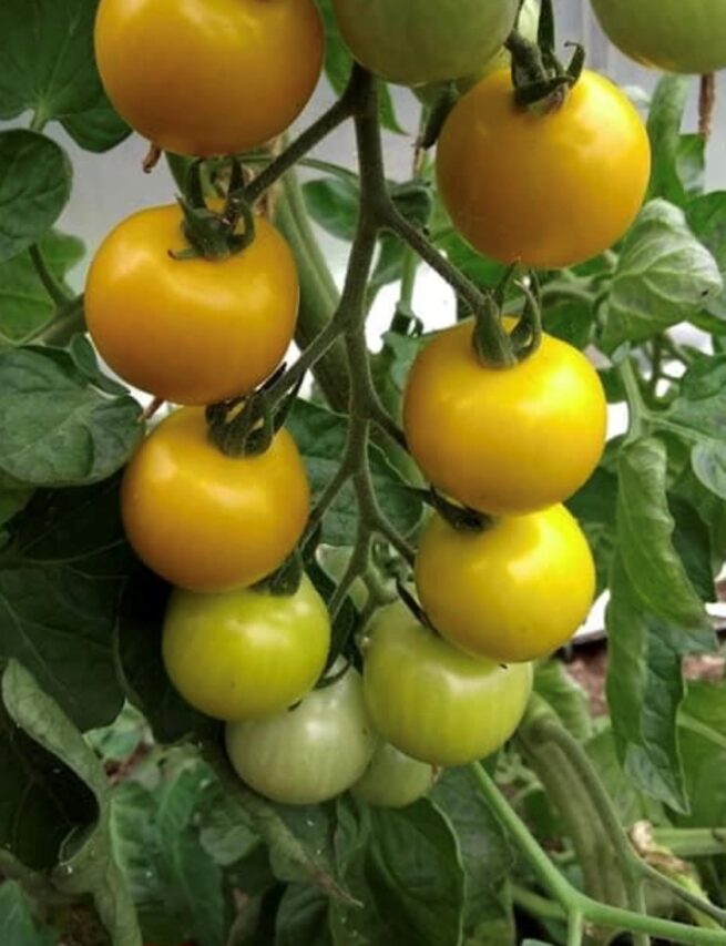 Gobstopper Tomato Seeds | Organic