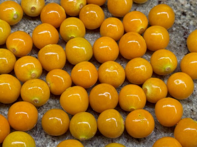 Golden Berry | aka Peruvian Ground Cherry | Cape Gooseberry | Heirloom | Organic