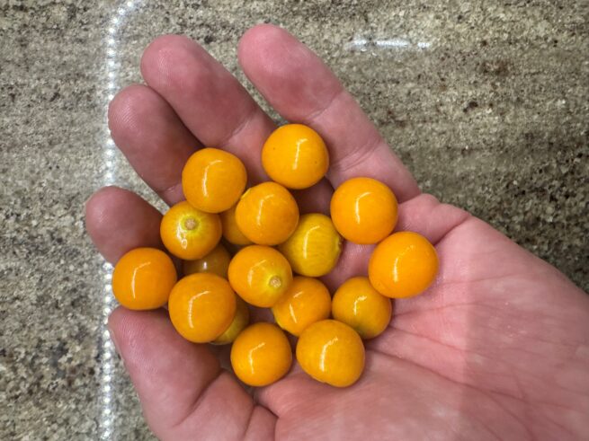 Golden Berry | aka Peruvian Ground Cherry | Cape Gooseberry | Heirloom | Organic