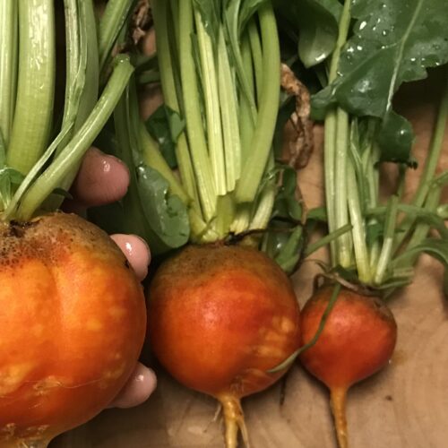 Golden Detroit Beet Seeds | Heirloom | Organic