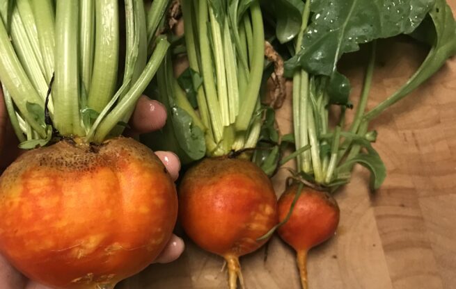 Golden Detroit Beet Seeds | Heirloom | Organic