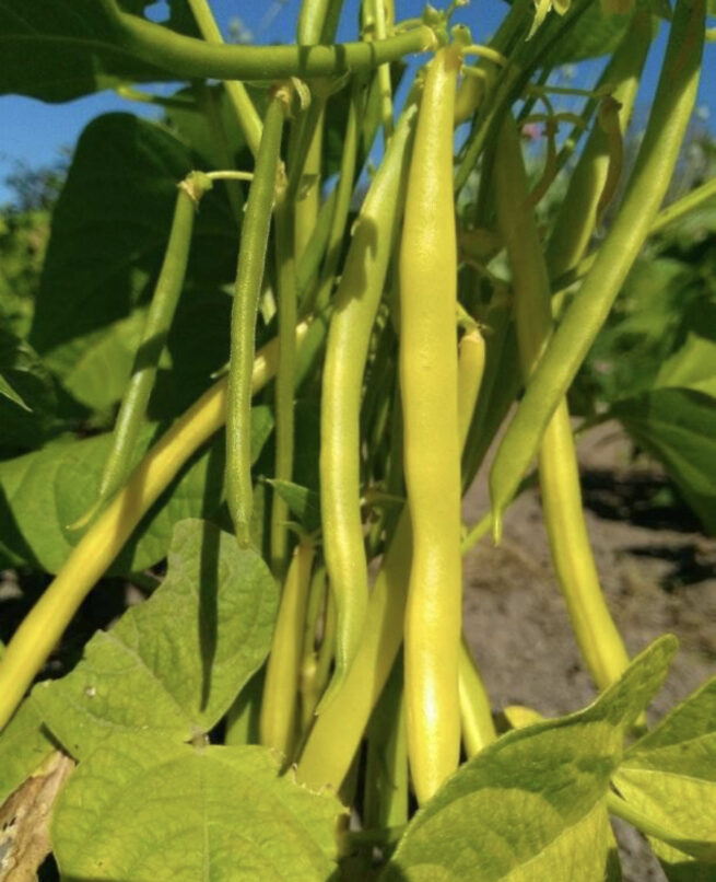 Gold Rush Yellow Bean Seeds | Heirloom | Organic