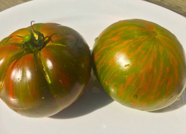 Green Berkeley Tie-Dye Tomato Seeds | Organic