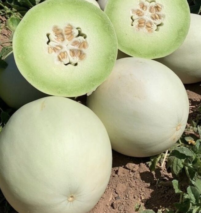 Green Flesh Honeydew Melon | Heirloom | Organic