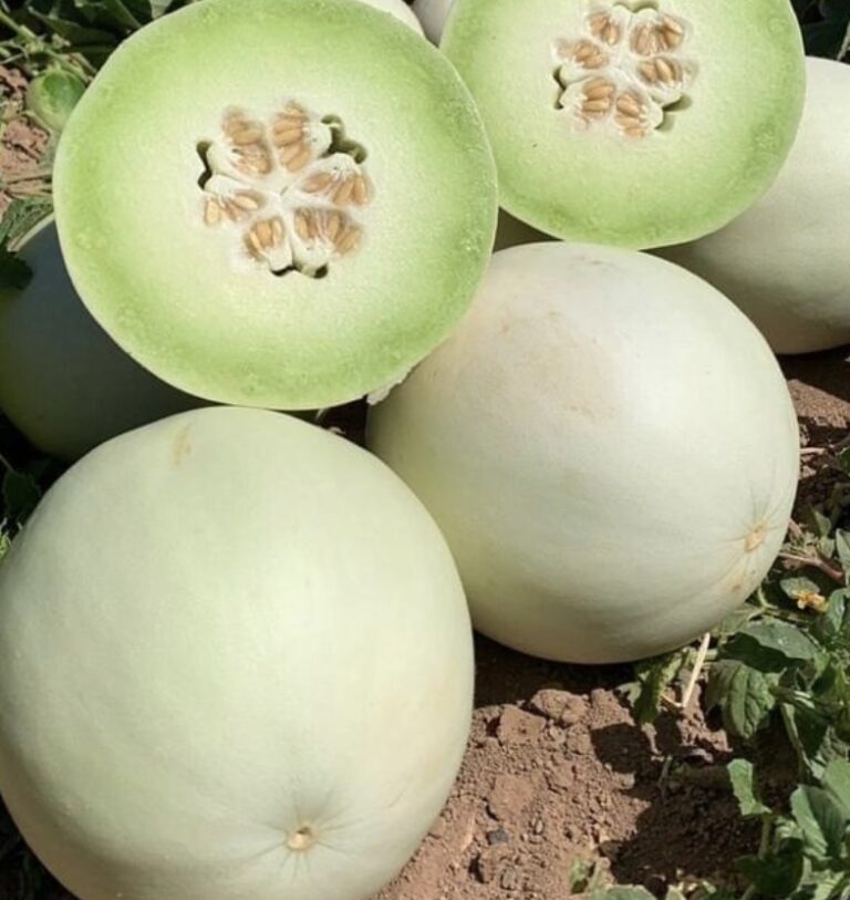 Green Flesh Honeydew Melon Heirloom Tims Tomatoes