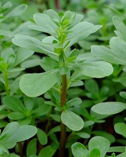 Green Purslane Seeds | Organic