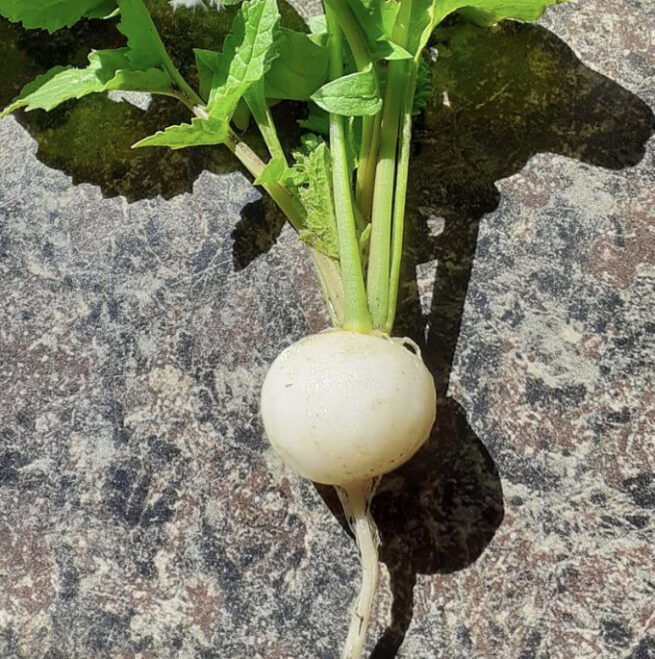 Hailstone Radish Seeds | Heirloom | Organic