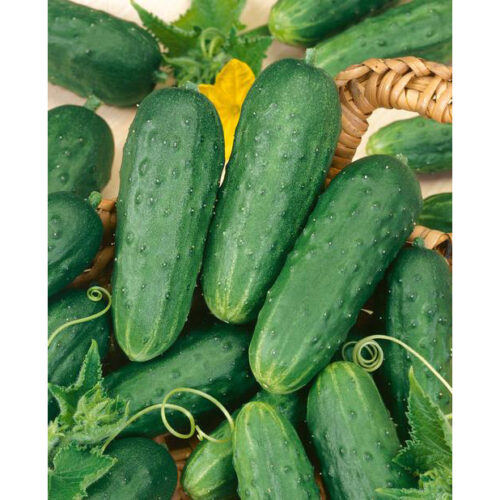 Homemade Pickles Cucumber Seeds | Heirloom | Organic