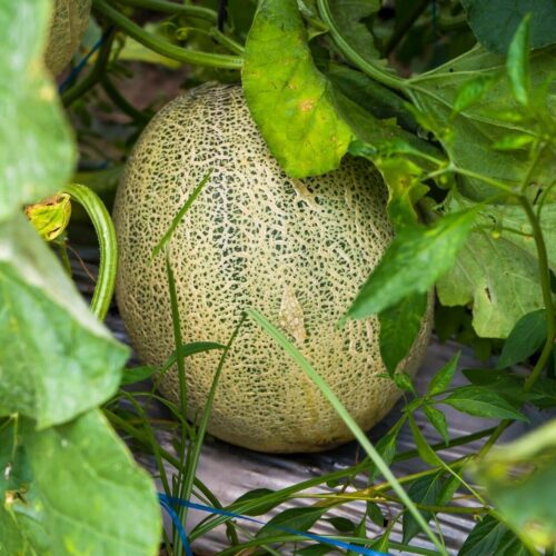 Honey Rock Melon Seeds | Heirloom | Organic