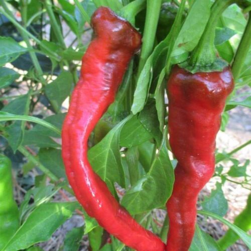 Hot Portugal Pepper Seeds | Heirloom | Organic