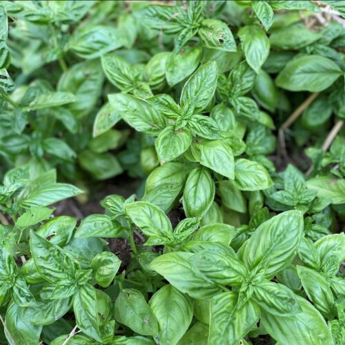 Italian Large Leaf Basil Seeds | Heirloom | Organic