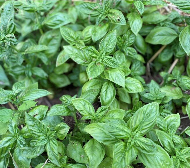 Italian Large Leaf Basil Seeds | Heirloom | Organic