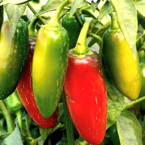 Jalapeno M Pepper Seeds | Hot | Organic