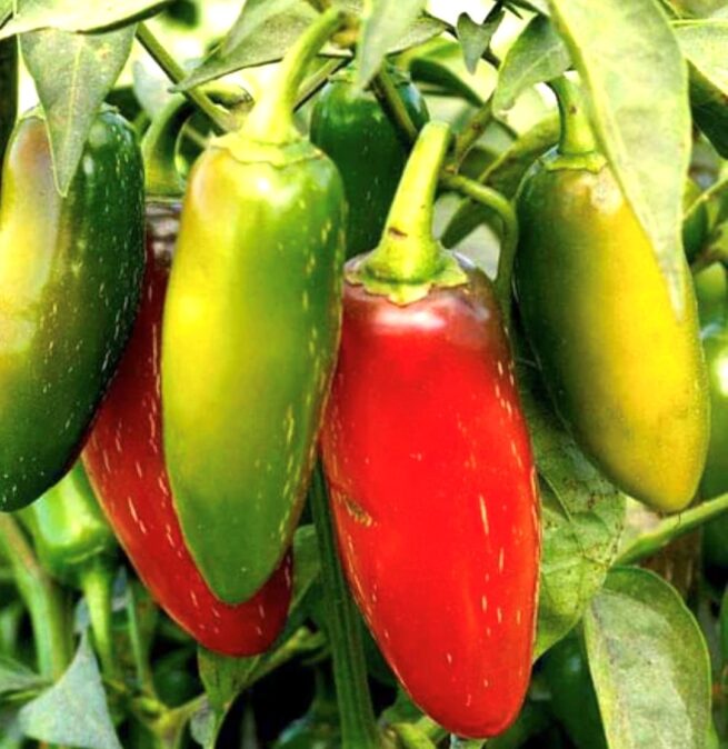 Jalapeno M Pepper Seeds | Hot | Organic