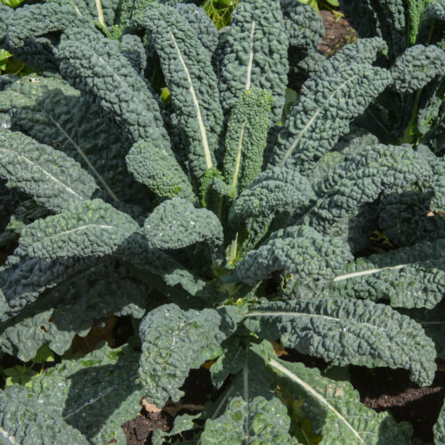 Lacinato Kale Seeds | Heirloom | Organic