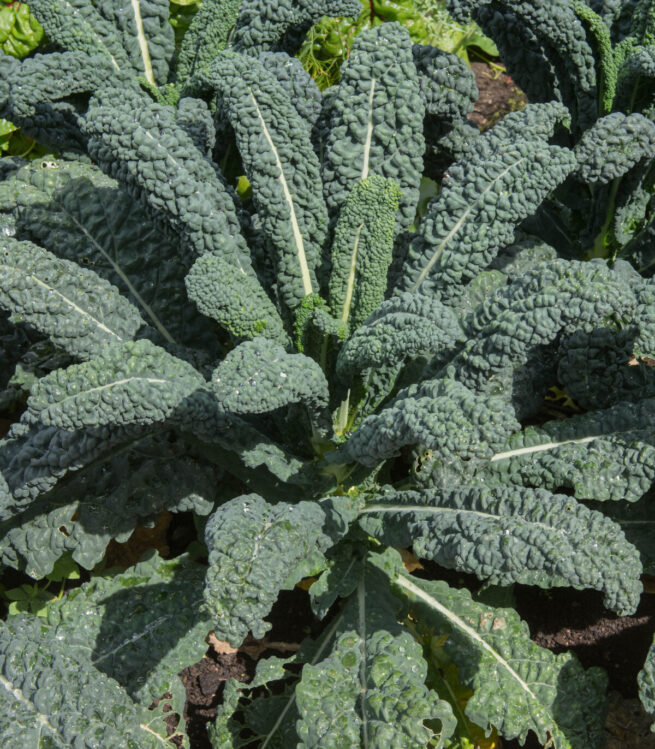 Lacinato Kale Seeds | Heirloom | Organic