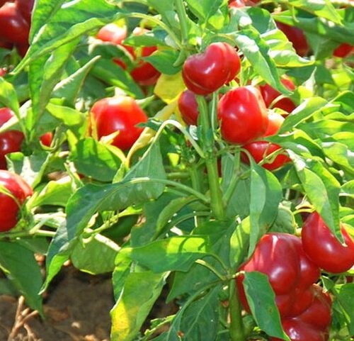 Large Red Cherry Pepper Seeds | Hot | Heirloom | Organic