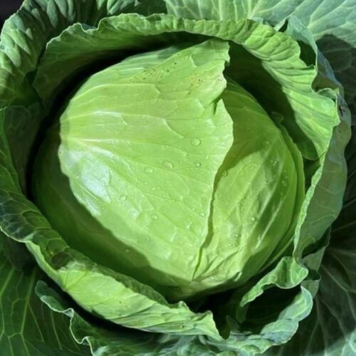 Late Flat Dutch Cabbage Seeds | Heirloom | Organic